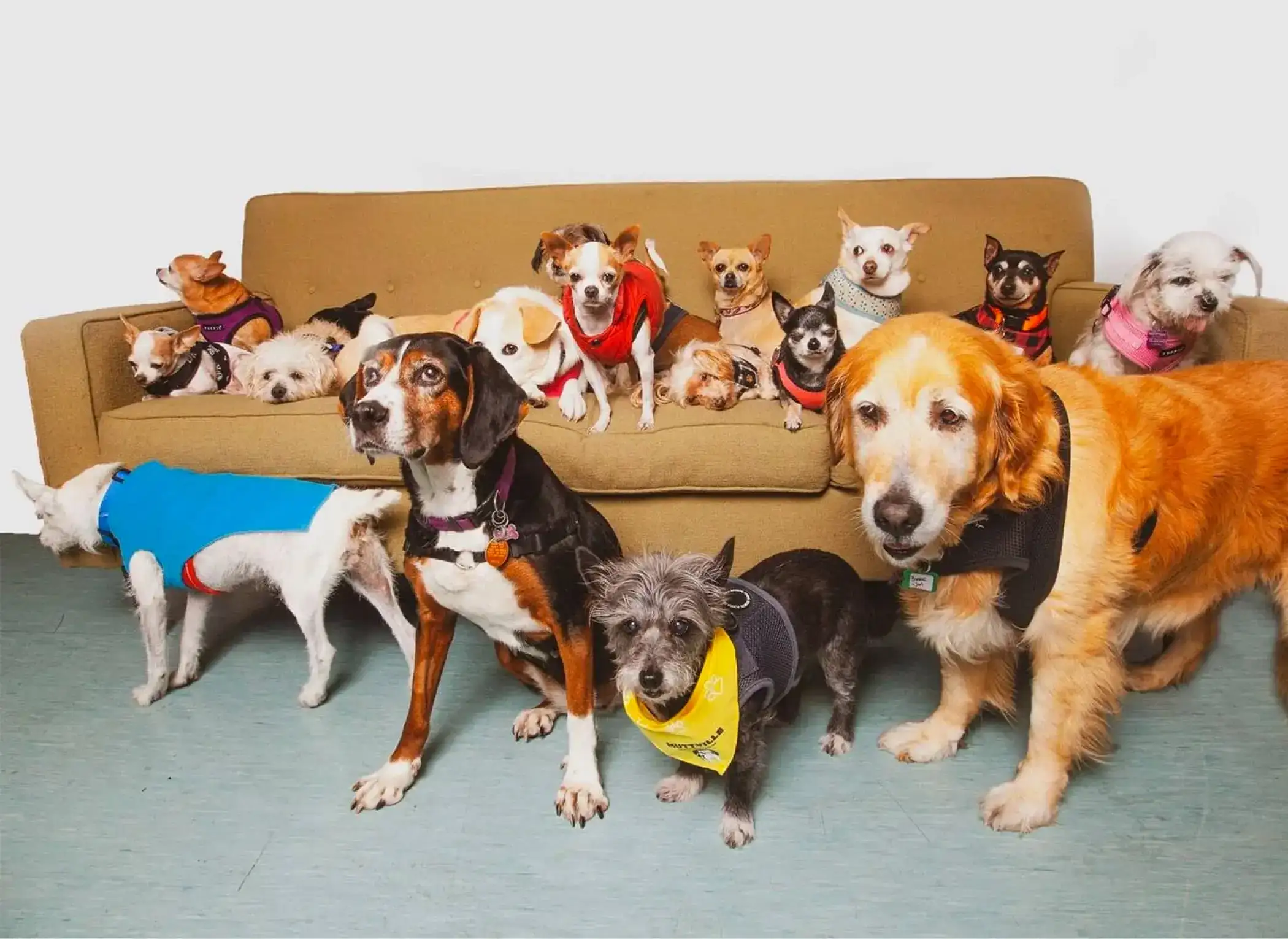 Solution for a Senior Dog Rescue Center